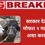 free cows and buffaloes
