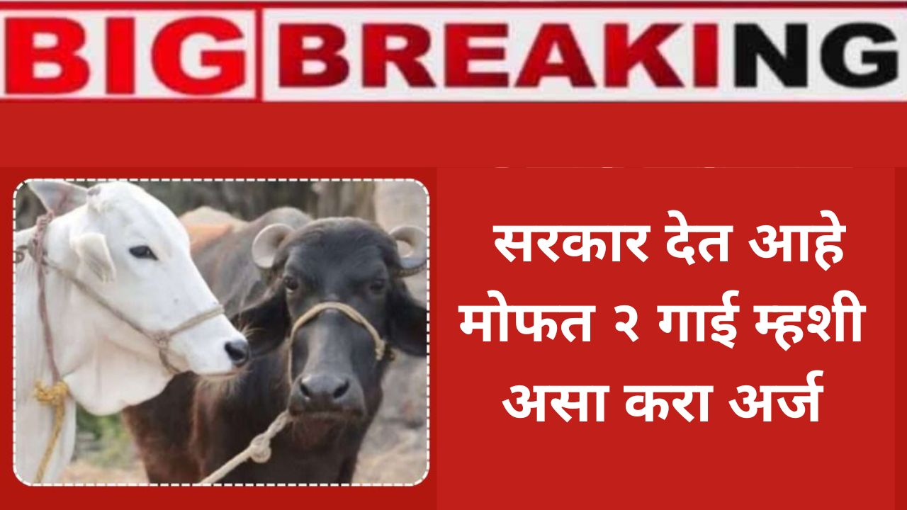 free cows and buffaloes